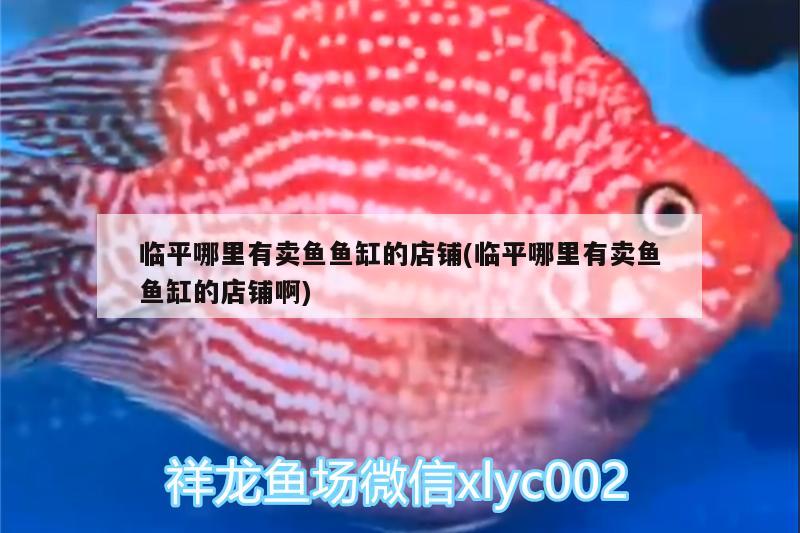 臨平哪里有賣魚魚缸的店鋪(臨平哪里有賣魚魚缸的店鋪啊) 黑白雙星魚