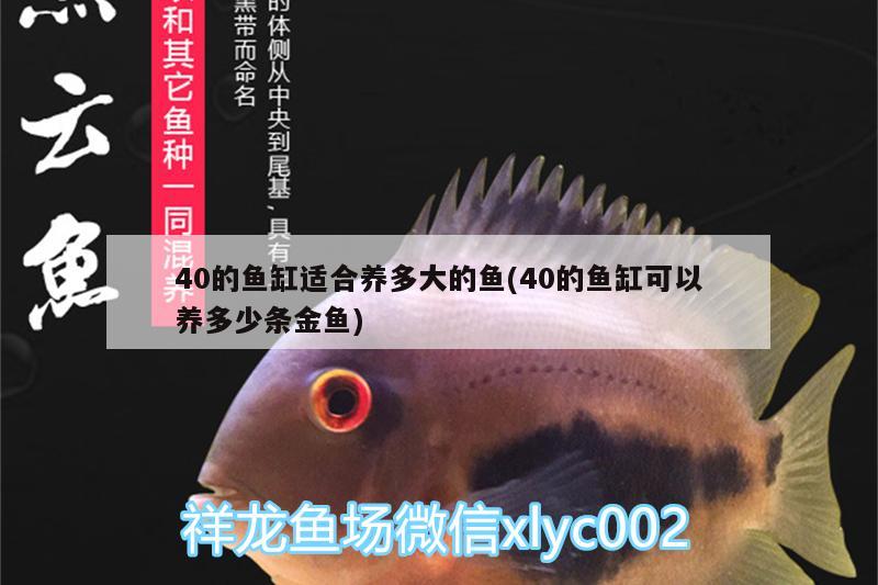 40的魚缸適合養(yǎng)多大的魚(40的魚缸可以養(yǎng)多少條金魚) 廣州龍魚批發(fā)市場