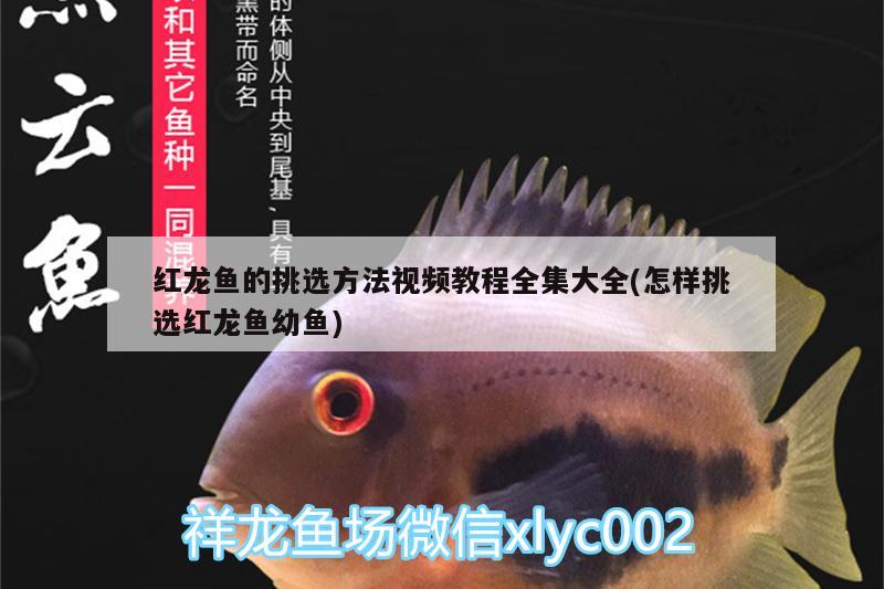 紅龍魚(yú)的挑選方法視頻教程全集大全(怎樣挑選紅龍魚(yú)幼魚(yú))