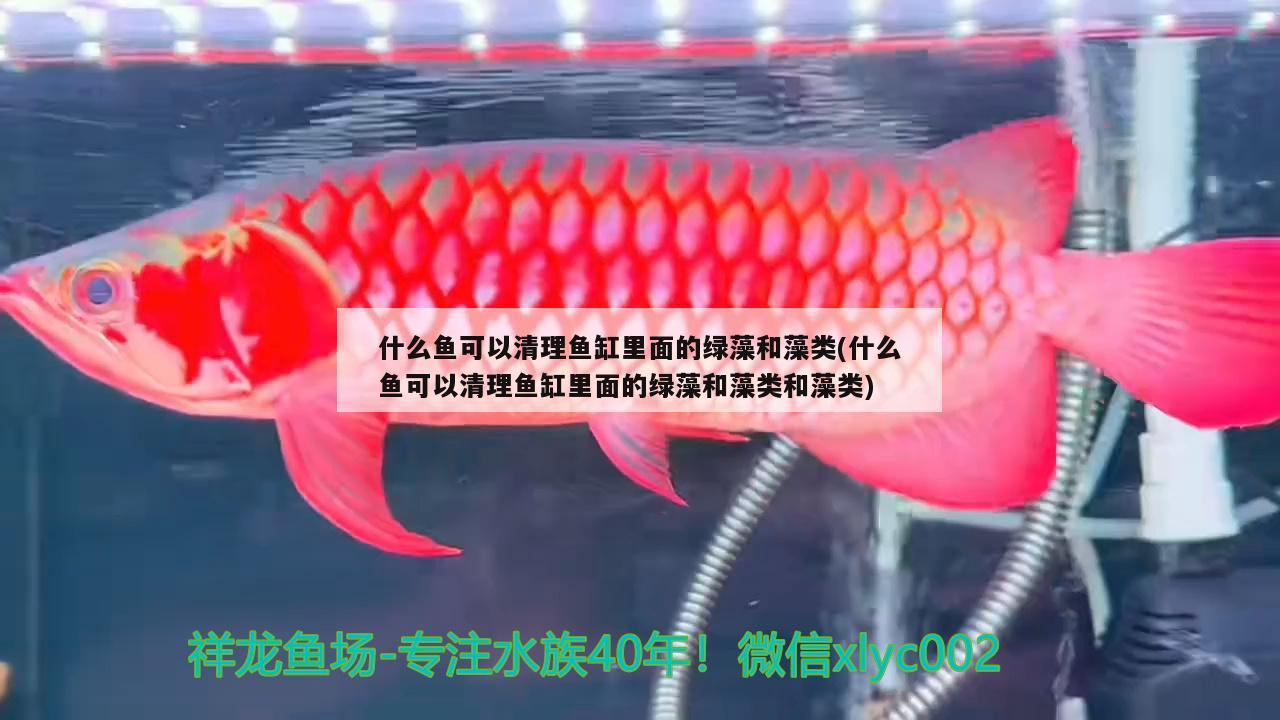 什么魚可以清理魚缸里面的綠藻和藻類(什么魚可以清理魚缸里面的綠藻和藻類和藻類)