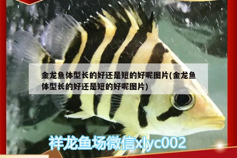 金龍魚體型長的好還是短的好呢圖片(金龍魚體型長的好還是短的好呢圖片) 龍鳳鯉魚