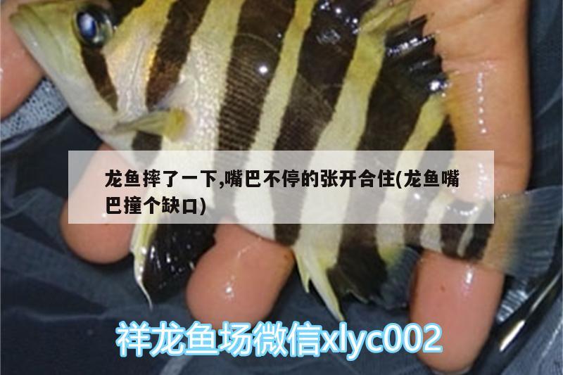 龍魚摔了一下,嘴巴不停的張開合住(龍魚嘴巴撞個(gè)缺口)