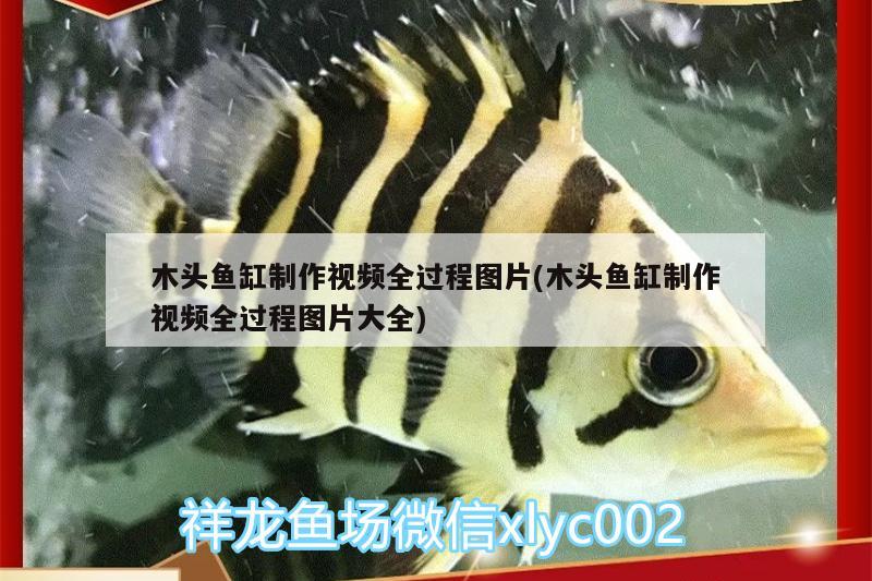 木頭魚缸制作視頻全過程圖片(木頭魚缸制作視頻全過程圖片大全) 鸚鵡魚