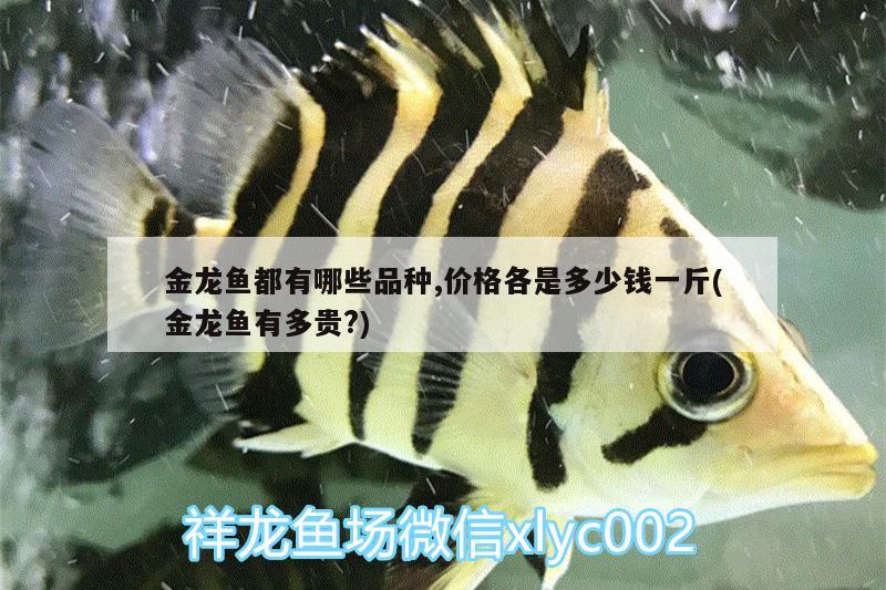 金龍魚都有哪些品種,價(jià)格各是多少錢一斤(金龍魚有多貴?)