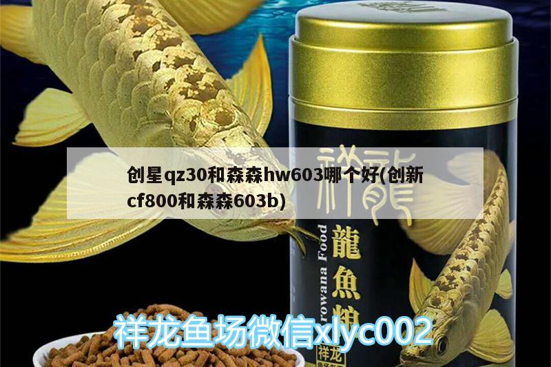 創(chuàng)星qz30和森森h(huán)w603哪個(gè)好(創(chuàng)新cf800和森森603b) 圖騰金龍魚(yú)