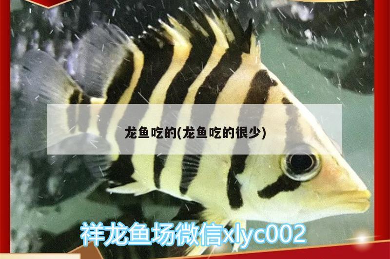 龍魚吃的(龍魚吃的很少) 銀龍魚