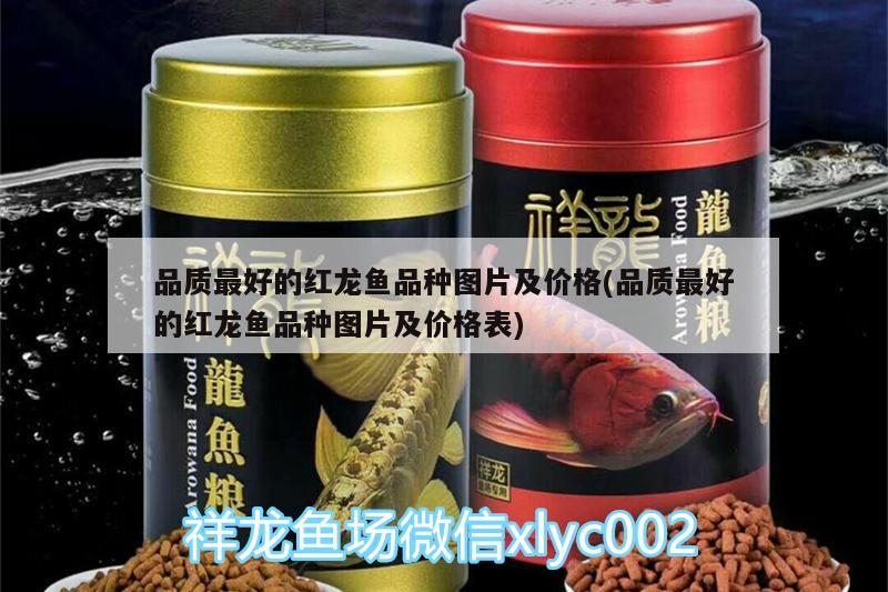 品質(zhì)最好的紅龍魚品種圖片及價格(品質(zhì)最好的紅龍魚品種圖片及價格表)