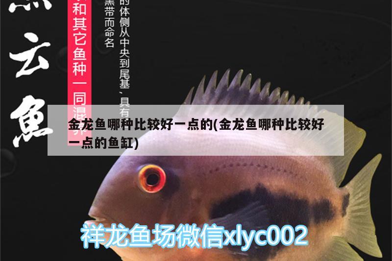 金龍魚哪種比較好一點(diǎn)的(金龍魚哪種比較好一點(diǎn)的魚缸)