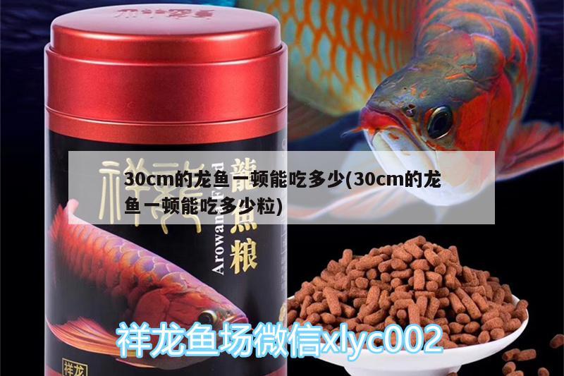 30cm的龍魚一頓能吃多少(30cm的龍魚一頓能吃多少粒) 祥龍魚場品牌產品