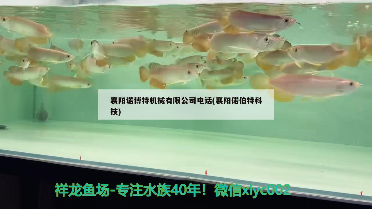 襄陽諾博特機械有限公司電話(襄陽偌伯特科技)