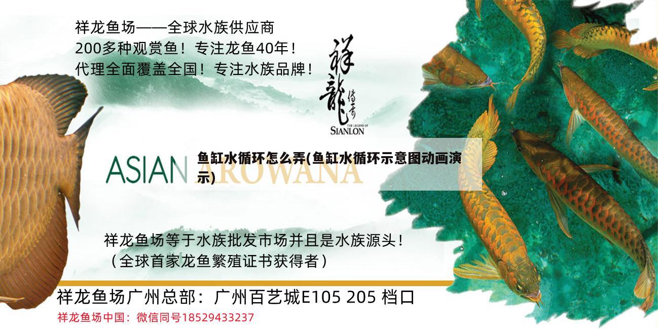 魚缸水循環(huán)怎么弄(魚缸水循環(huán)示意圖動(dòng)畫演示) 斑馬鴨嘴魚