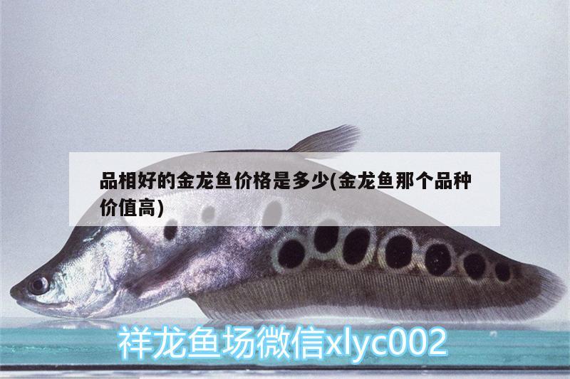 品相好的金龍魚價(jià)格是多少(金龍魚那個(gè)品種價(jià)值高) 觀賞魚魚苗