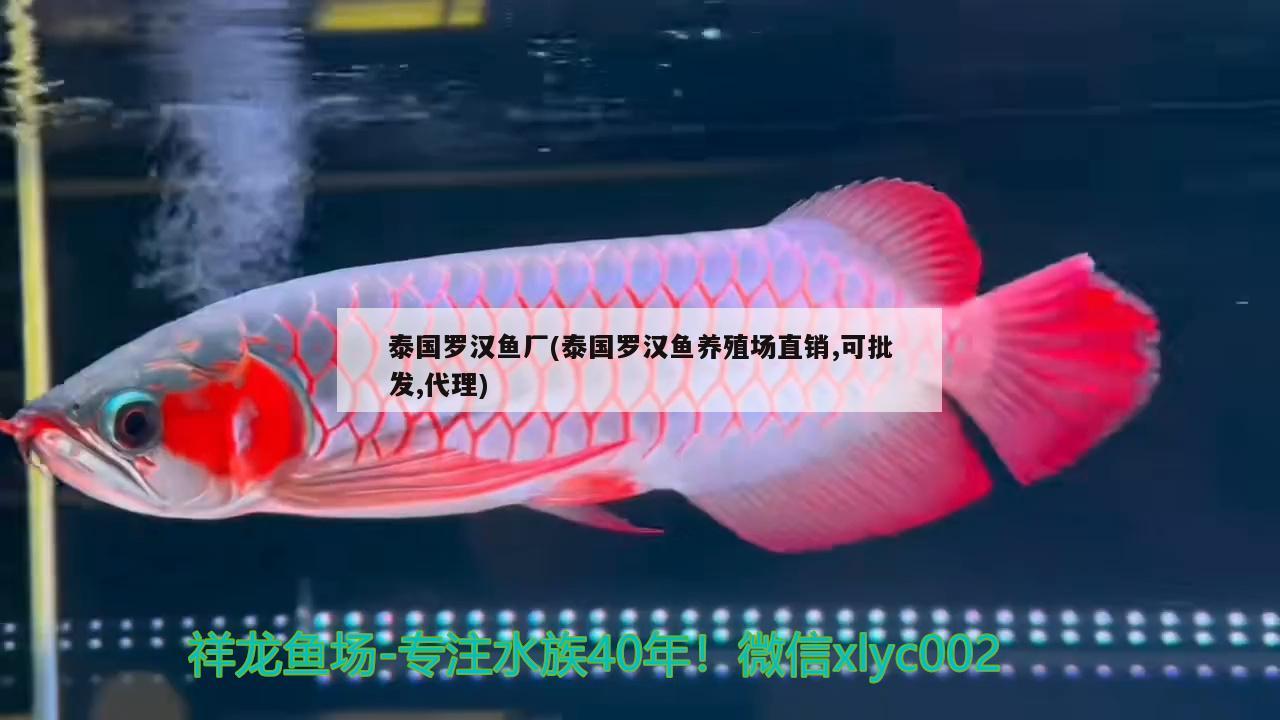 泰國羅漢魚廠(泰國羅漢魚養(yǎng)殖場直銷,可批發(fā),代理) 羅漢魚