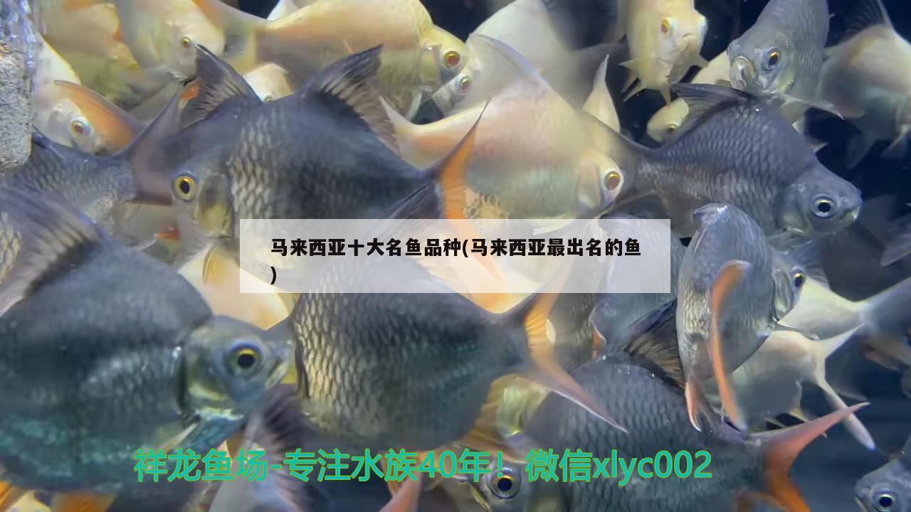 馬來西亞十大名魚品種(馬來西亞最出名的魚)