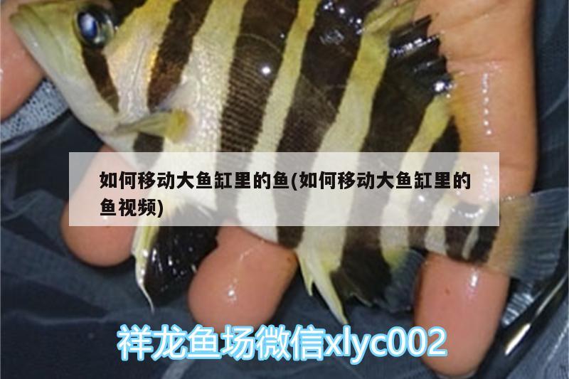 如何移動大魚缸里的魚(如何移動大魚缸里的魚視頻)