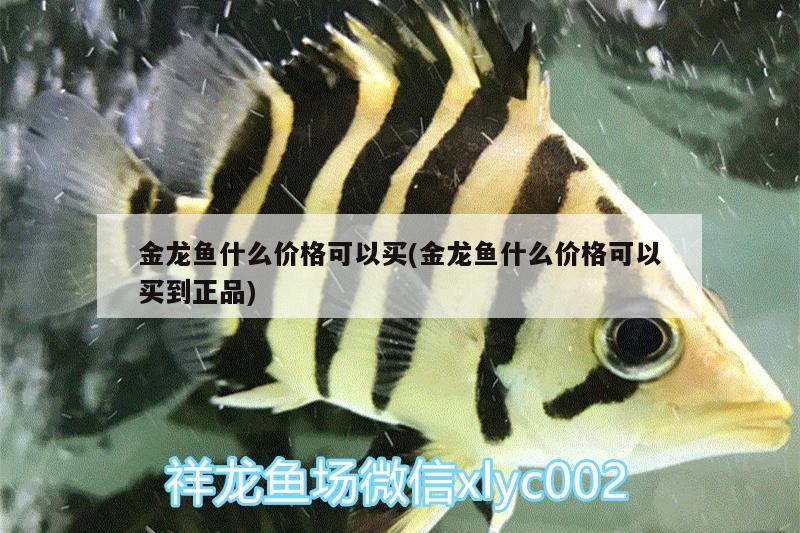 金龍魚(yú)什么價(jià)格可以買(mǎi)(金龍魚(yú)什么價(jià)格可以買(mǎi)到正品)