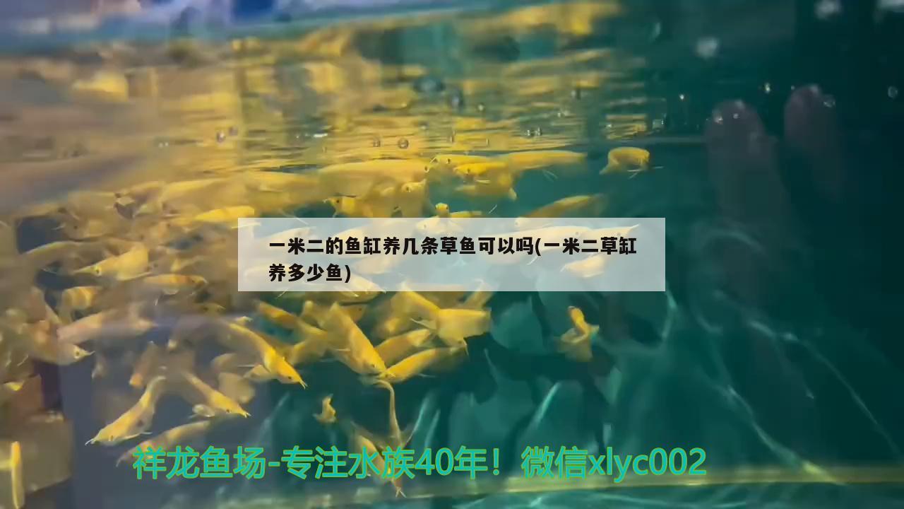 一米二的魚缸養(yǎng)幾條草魚可以嗎(一米二草缸養(yǎng)多少魚)