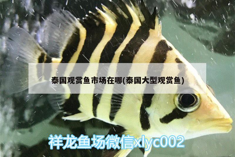 泰國觀賞魚市場在哪(泰國大型觀賞魚) 觀賞魚市場（混養(yǎng)魚）