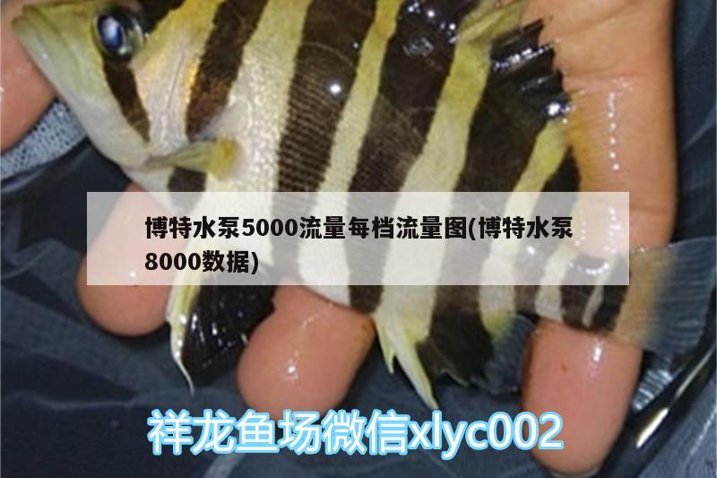 博特水泵5000流量每檔流量圖(博特水泵8000數(shù)據(jù)) 博特水族