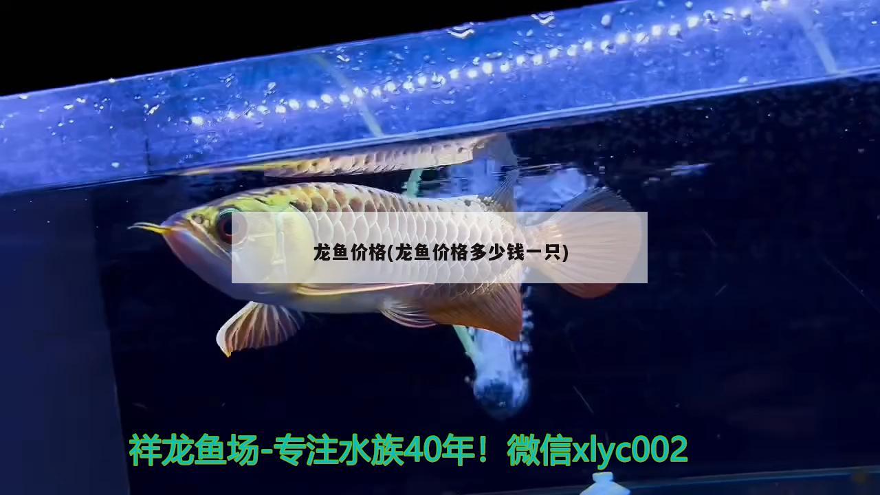 龍魚價(jià)格(龍魚價(jià)格多少錢一只) 養(yǎng)魚的好處