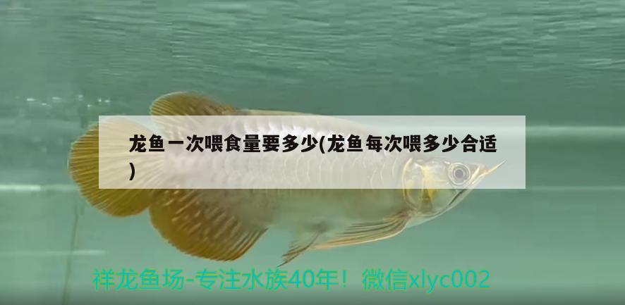 龍魚一次喂食量要多少(龍魚每次喂多少合適)