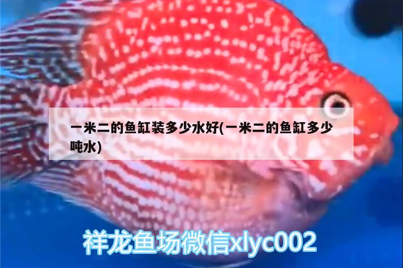 一米二的魚缸裝多少水好(一米二的魚缸多少噸水) 斑馬鴨嘴魚