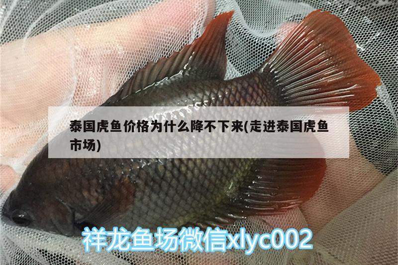 泰國虎魚價(jià)格為什么降不下來(走進(jìn)泰國虎魚市場)