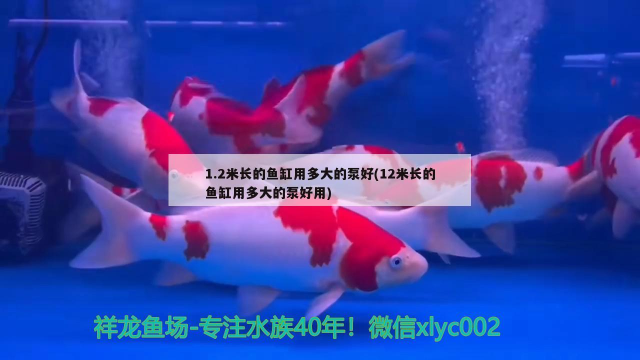 1.2米長的魚缸用多大的泵好(12米長的魚缸用多大的泵好用) 斑馬鴨嘴魚