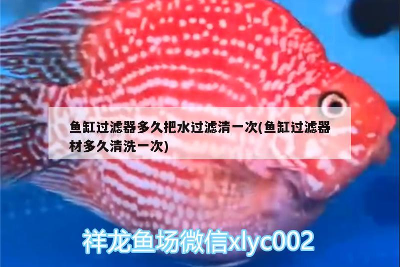 魚(yú)缸過(guò)濾器多久把水過(guò)濾清一次(魚(yú)缸過(guò)濾器材多久清洗一次)