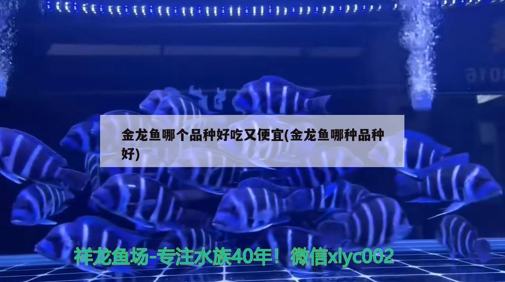 金龍魚哪個品種好吃又便宜(金龍魚哪種品種好)