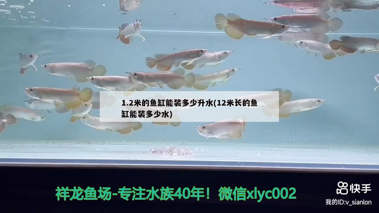 1.2米的魚缸能裝多少升水(12米長的魚缸能裝多少水) 斑馬鴨嘴魚