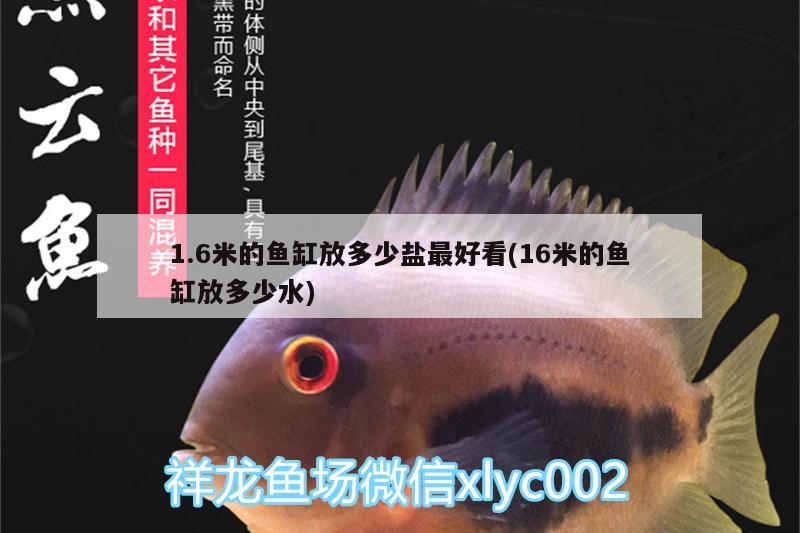 1.6米的魚缸放多少鹽最好看(16米的魚缸放多少水) 斑馬鴨嘴魚