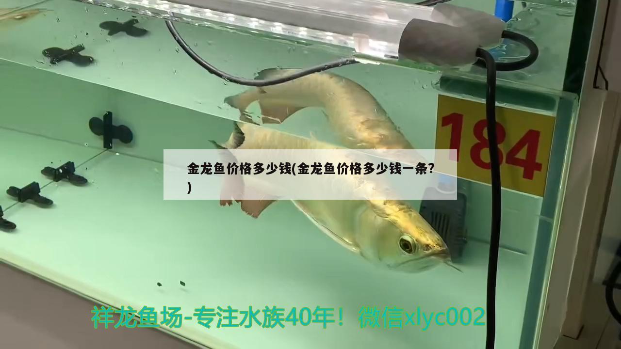 金龍魚價(jià)格多少錢(金龍魚價(jià)格多少錢一條?)