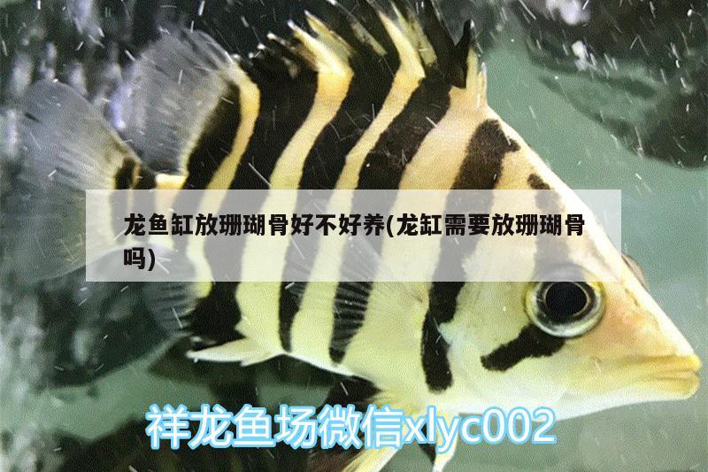 深圳魚之家魚缸怎么樣知乎招聘（深圳魚之家魚缸怎么樣知乎招聘信息）