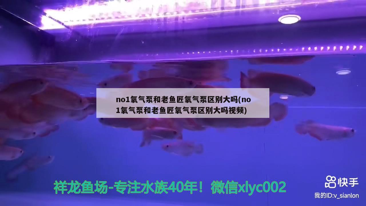 no1氧氣泵和老魚匠氧氣泵區(qū)別大嗎(no1氧氣泵和老魚匠氧氣泵區(qū)別大嗎視頻)