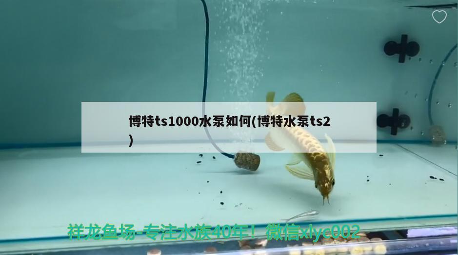 博特ts1000水泵如何(博特水泵ts2)