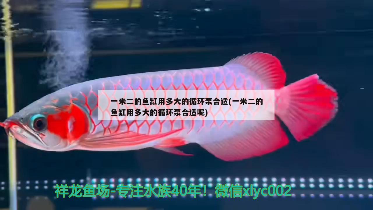 一米二的魚缸用多大的循環(huán)泵合適(一米二的魚缸用多大的循環(huán)泵合適呢)