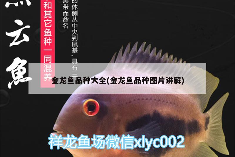 金龍魚品種大全(金龍魚品種圖片講解) 印尼四紋虎