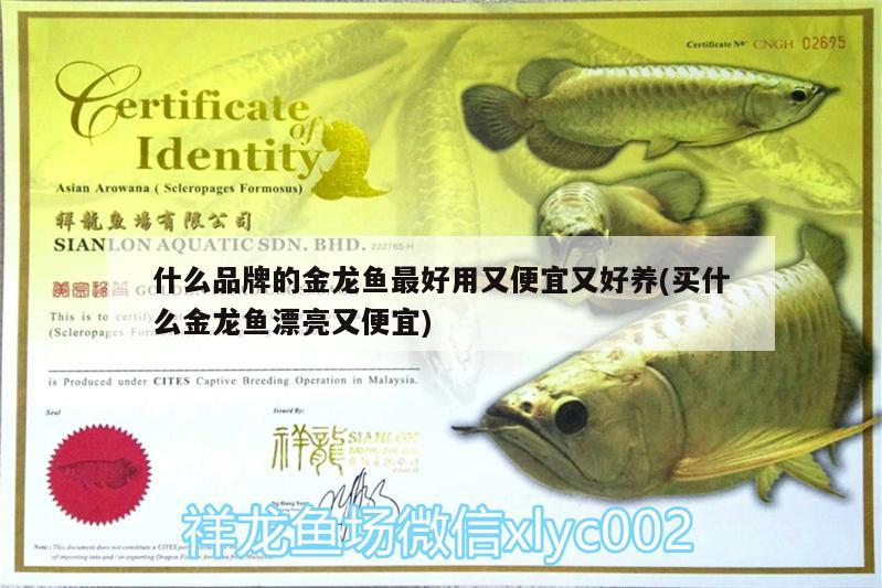 什么品牌的金龍魚最好用又便宜又好養(yǎng)(買什么金龍魚漂亮又便宜) 招財戰(zhàn)船魚