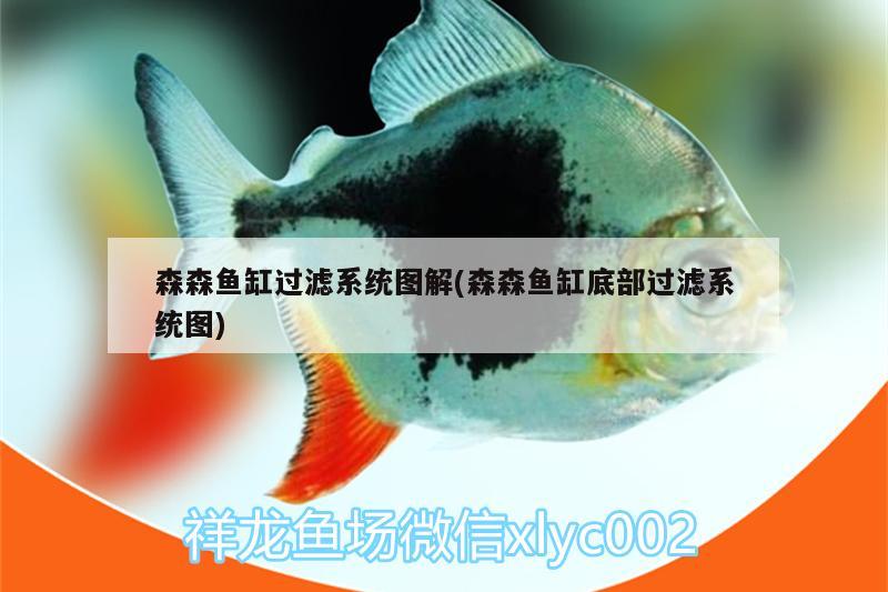 森森魚缸過濾系統(tǒng)圖解(森森魚缸底部過濾系統(tǒng)圖)