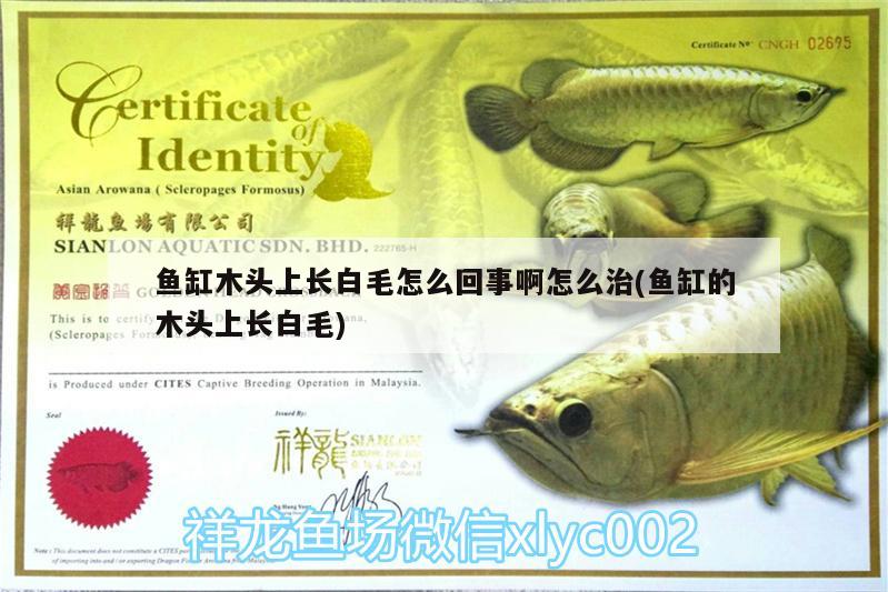 魚缸木頭上長白毛怎么回事啊怎么治(魚缸的木頭上長白毛)