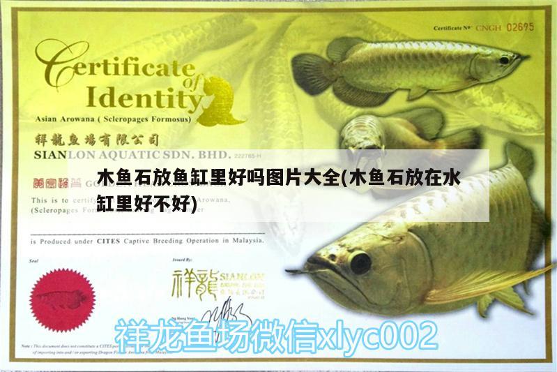 木魚石放魚缸里好嗎圖片大全(木魚石放在水缸里好不好) 斑馬鴨嘴魚