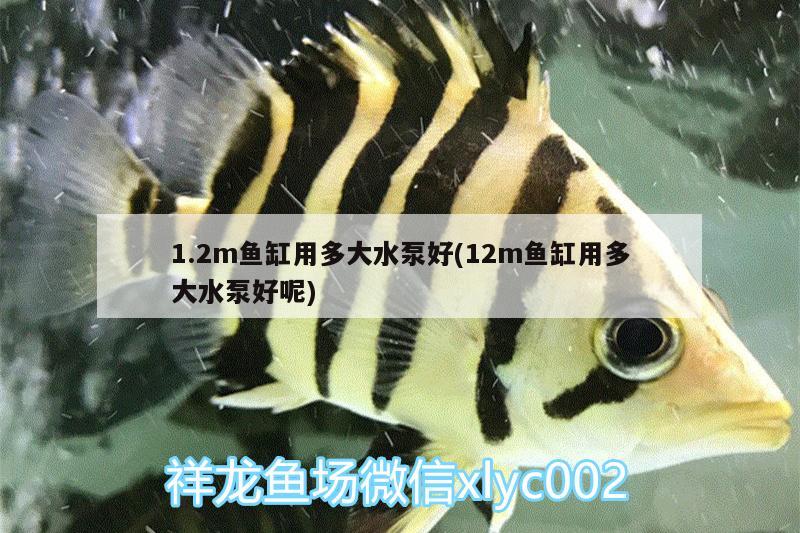 1.2m魚缸用多大水泵好(12m魚缸用多大水泵好呢)