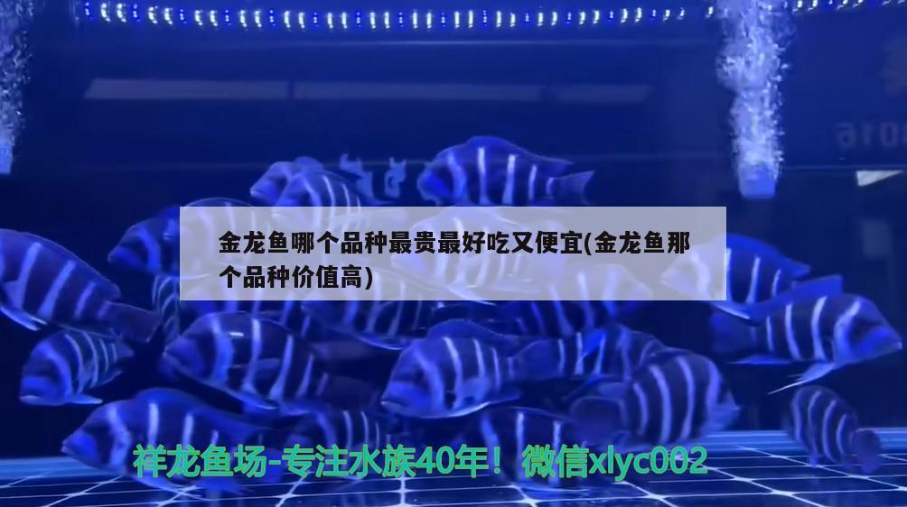 金龍魚哪個品種最貴最好吃又便宜(金龍魚那個品種價值高) 水族燈（魚缸燈） 第3張