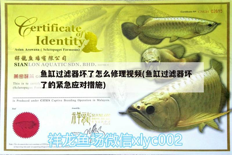 魚缸過濾器壞了怎么修理視頻(魚缸過濾器壞了的緊急應(yīng)對(duì)措施) 斑馬鴨嘴魚 第1張