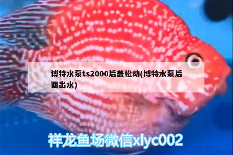 博特水泵ts2000后蓋松動(dòng)(博特水泵后面出水)