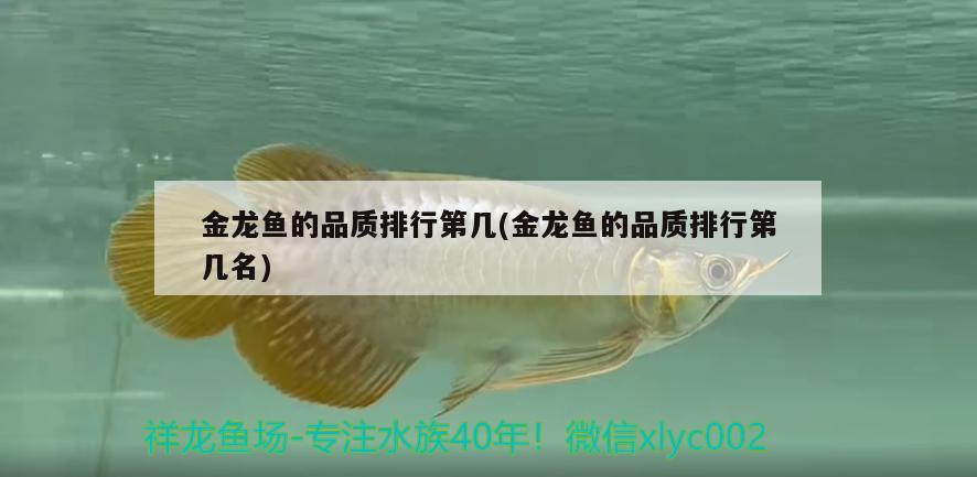 金龍魚的品質(zhì)排行第幾(金龍魚的品質(zhì)排行第幾名) 赤焰中國虎魚