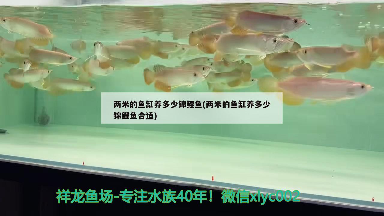 兩米的魚缸養(yǎng)多少錦鯉魚(兩米的魚缸養(yǎng)多少錦鯉魚合適)