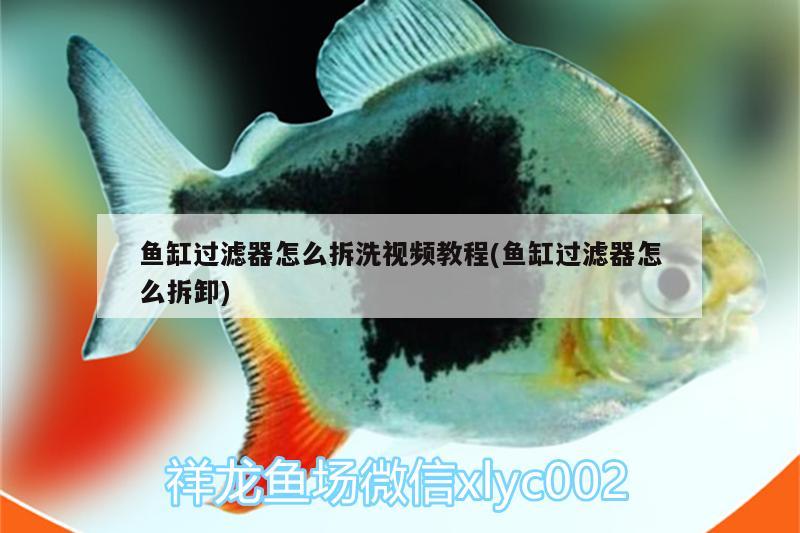 魚缸過濾器怎么拆洗視頻教程(魚缸過濾器怎么拆卸)