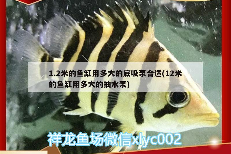 1.2米的魚缸用多大的底吸泵合適(12米的魚缸用多大的抽水泵) 斑馬鴨嘴魚